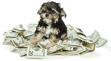 Petit chien sur un gros tas de billets